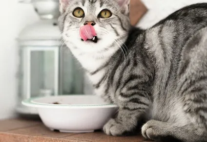 Los gatos no comen cualquier comida, descubre por qué.