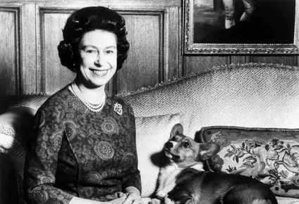 los perros de isabel ii: la historia de sus corgis y que pasara con ellos ahora