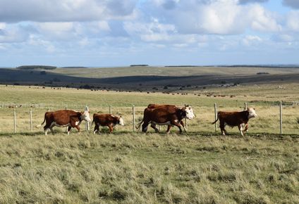 Campo natural, en este caso en Lavalleja, herramienta clave para muchos productores y comunidades en todo el país.