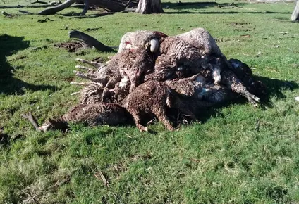 ataque de perros a mas de 200 ovinos reavivo debate sobre sacrificio