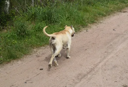 en florida se realiza un plan piloto de control de perros