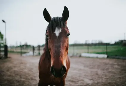 se detecto el primer caso de encefalitis equina en uruguay: ¿se transmite a humanos?