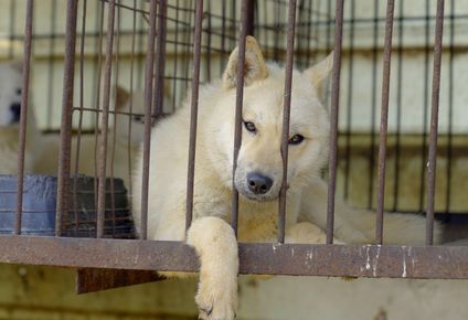 el dilema de corea del sur de que hacer con medio millon de perros tras prohibirse el consumo de la carne de estos animales