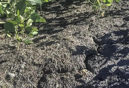 la sequia no afloja y el mgap sumo zonas del norte a la emergencia agropecuaria