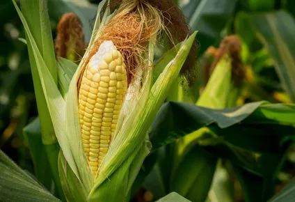 cosecha de maiz de argentina llegara a record de 43 millones de toneladas