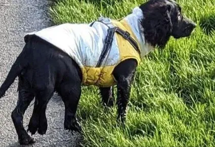 Ariel fue abandonada cuando tenía 11 semanas en el estacionamiento de un supermercado.