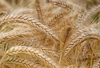 posible expansion marginal del area de trigo en argentina