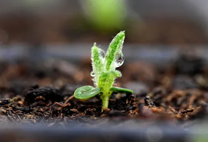agroecologia como oportunidad para la sostenibilidad y posicionamiento de uruguay