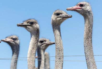 Una bandada de aves, similares a las que se muestra en esta foto tomada en otra granja en 2024, se ha convertido en el último punto de fricción entre Canadá y EE.UU.