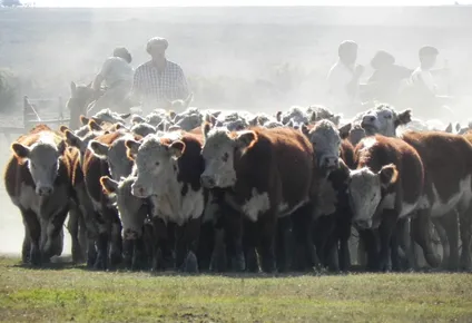 Ganadería: manejo de rodeo Hereford.