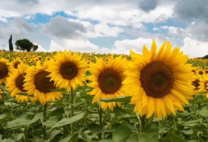 tras perder la batalla con la soja, la paloma y la cotorra, el girasol regresa a las chacras uruguayas