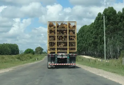 Archivo: transporte de madera