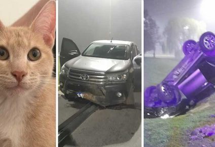insolita modalidad delictiva: una pareja se detuvo para ayudar en un choque y les robaron la camioneta con su gato adentro