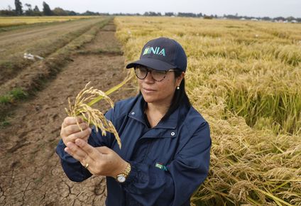 Arroz innovador: Karla Cordero, ingeniera agrónoma con maestría en ciencias de mejoramiento genético del programa de arroz del INIA chileno, visita cultivos en San Carlos, región de Ñuble.