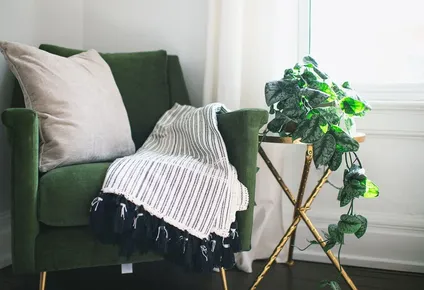 Las plantas mejoran cualquier espacio del hogar