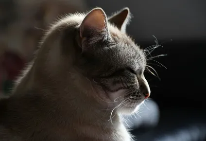 Esta es la raza de gatos más peligrosa de toda África.
