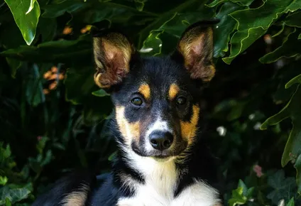 Los perros, al igual que las personas, pueden experimentar estrés por una variedad de razones.