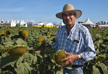 El estado de los girasoles, destacado por Alejandro González.