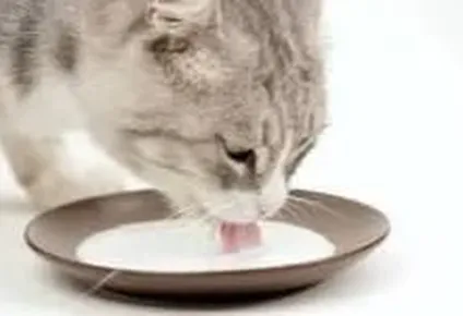 La leche y los gatos