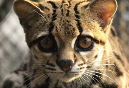 Margay, felino nativo