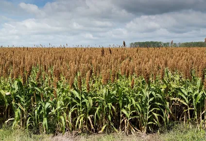 alur asegura us$ 160 por tonelada de sorgo temprano de 2021