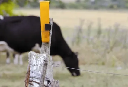productores esperan el sueno del pibe: que llueva bien y despeje rapido