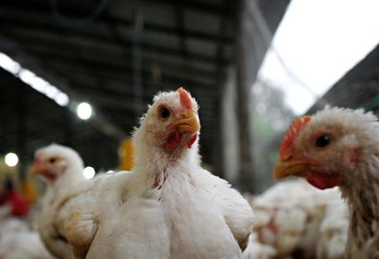MGAP: informó que el brote de influenza aviar en Argentina involucró casos en gallinas, pavos reales, faisanes y gallinas de Guinea.