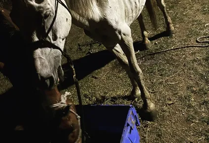 Animales que deberían pesar 400 kilos pesan 200, comentó el director de Animales Sin Hogar sobre los caballos rescatados el fin de semana por el INBA.