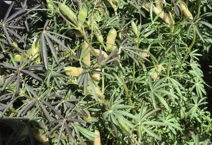 Los rendimientos promedios van de 1.500 a 1.800 kilos por hectárea.
