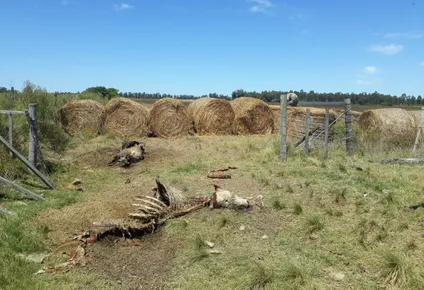 acorralaron dos vacas prenadas usando fardos del campo y las faenaron