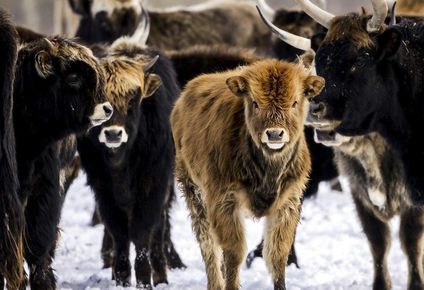 Oostvaardersplassen es uno de los más polémicos proyectos de reintroducción de la vida silvestre en Europa.