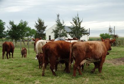 MGAP: nueva medida para el ejercicio veterinario en ganadería.
