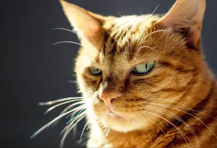 por que los gatos extinguen mas especies que cualquier otro depredador