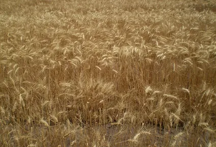 confirmado: se recalento el mercado regional de trigo