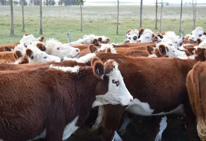 El bono mínimo de inversión en Silveira Negocios Rurales es de US$ 5.000.