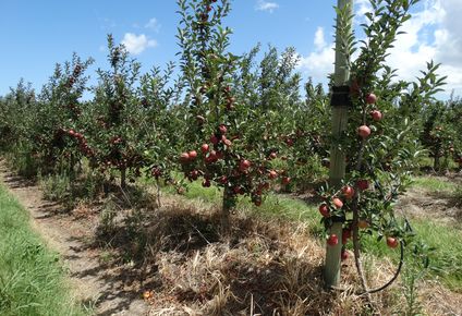 Mujeres rurales dedicadas a la fruticultura y horticultura al mando de la histórica CGU.