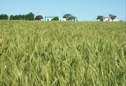 los cultivos de invierno con el viento a favor