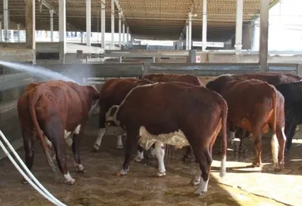 Faena vacuna: cuando hay paros sorpresivos, dependiendo de diversos factores, hay ganados que permanecen mucho tiempo en los corrales y a veces deben regresarlos a los campos.