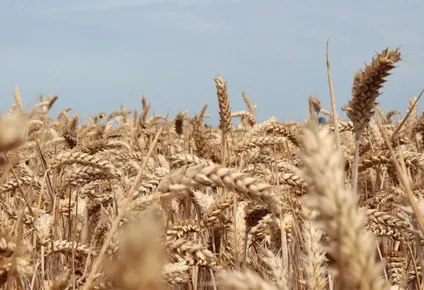África no es autosuficiente e importa más de 100 millones de toneladas de cereales