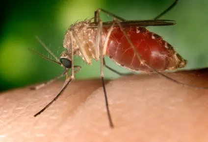 por que hay invasion de mosquitos y que preve hacer la imm