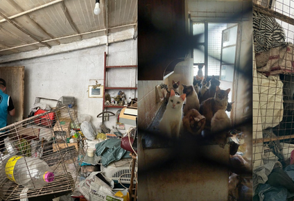 La Policía de la Ciudad encontró 51 gatos, dos perros y una paloma en condiciones de insalubridad extrema.