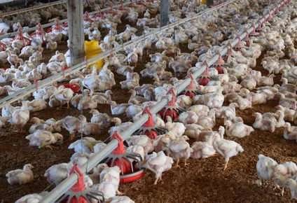 Hasta el momento el gobierno encontró cinco casos de gripe aviar, en animales muertos encontrados en Maldonado.
