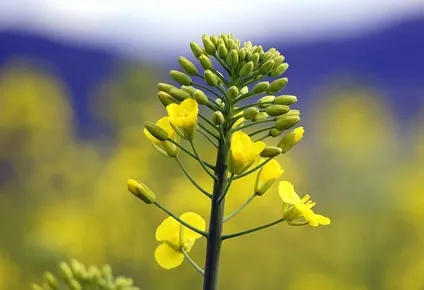 alur presento los detalles del plan canola de 2020