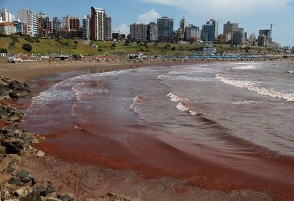 el mar se tino de rojo en la costa atlantica argentina: cuales son las causas
