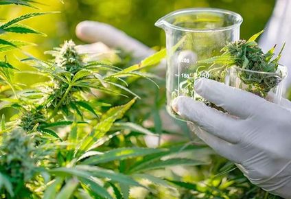 Argentina debuta el lunes con una ley de Cannabis: se podrá consumir desde alimentos hasta medicamentos