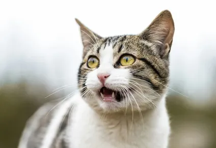 Los gatos son animales que se pueden asustar fácilmente.