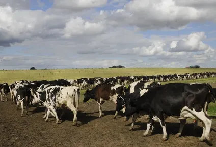 Tamberos: expectantes al clima y de los mercados.