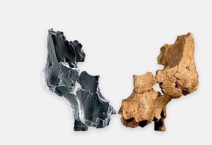 El fósil original y reconstrucción virtual del lado derecho con técnicas de imagen 3D. EFE
