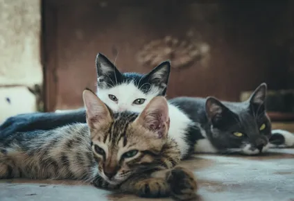 Identificar los síntomas de estrés es clave para el bienestar de los felinos.