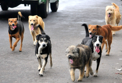 Los proyectos para promover el bienestar animal en la Ciudad de Buenos Aires